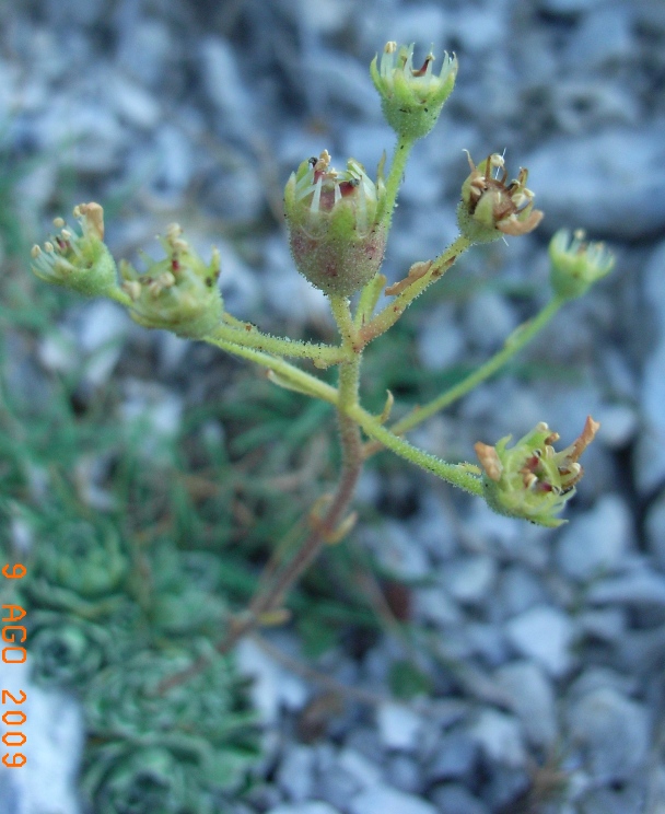 monte Miletto - Saxifraga paniculata